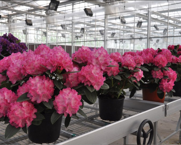 花卉行业冷库解决方案